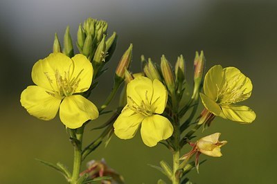 BUITEN BEELD Foto: 178906