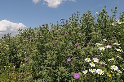 BUITEN BEELD Foto: 178949