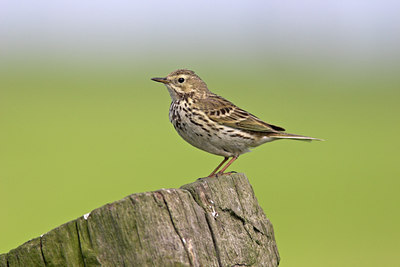 BUITEN BEELD Foto: 17004