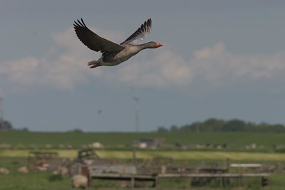 BUITEN BEELD Foto: 17006