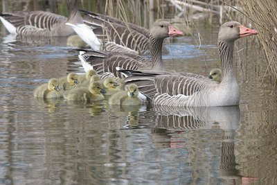 BUITEN BEELD Foto: 17010