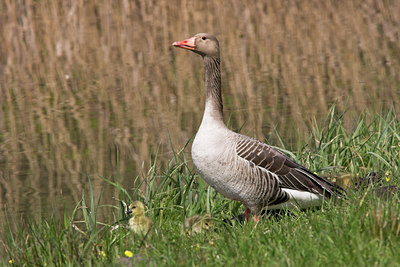 BUITEN BEELD Foto: 17017