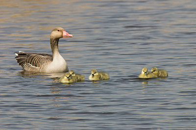 BUITEN BEELD Foto: 17023
