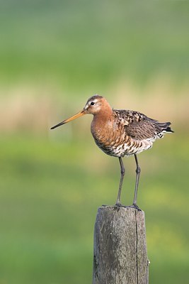 BUITEN BEELD Foto: 17035