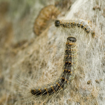 BUITEN BEELD Foto: 17040