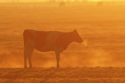 BUITEN BEELD Foto: 17057