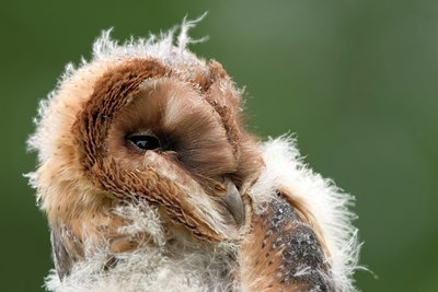 BUITEN BEELD Foto: 17070