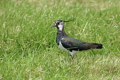 BUITEN BEELD Foto: 17074