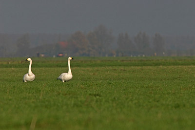 BUITEN BEELD Foto: 17078