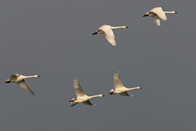 BUITEN BEELD Foto: 17088