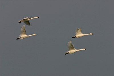 BUITEN BEELD Foto: 17090