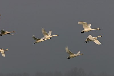 BUITEN BEELD Foto: 17092