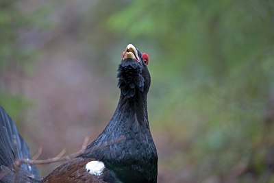 BUITEN BEELD Foto: 17102
