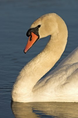 BUITEN BEELD Foto: 17117