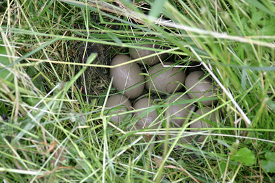 BUITEN BEELD Foto: 17142
