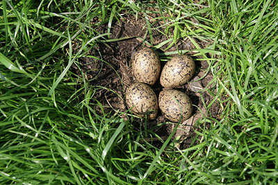 BUITEN BEELD Foto: 17143