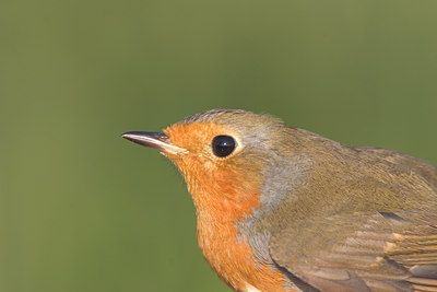 BUITEN BEELD Foto: 17150