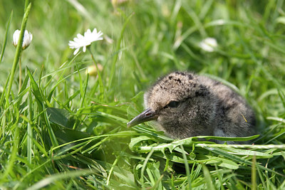 BUITEN BEELD Foto: 17152