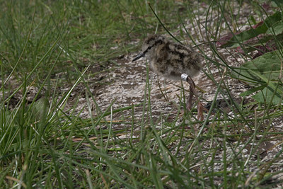BUITEN BEELD Foto: 17171