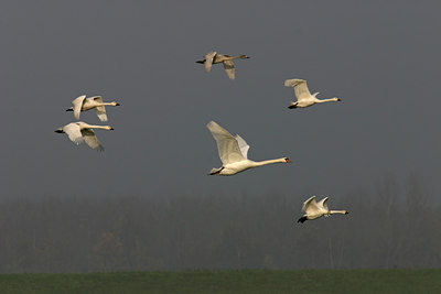 BUITEN BEELD Foto: 17224
