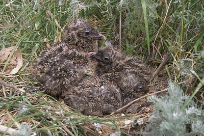BUITEN BEELD Foto: 17232