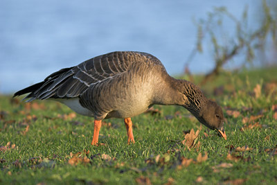 BUITEN BEELD Foto: 17240