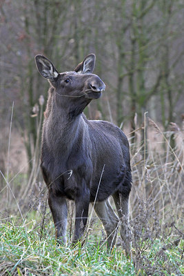 BUITEN BEELD Foto: 17242