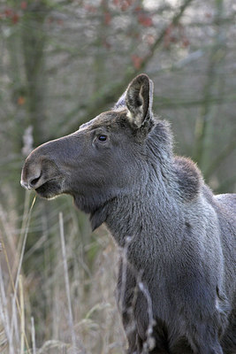 BUITEN BEELD Foto: 17244