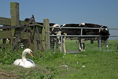 BUITEN BEELD Foto: 17246