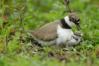 BUITEN BEELD Foto: 17252