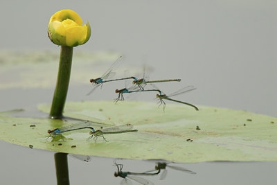 BUITEN BEELD Foto: 17274