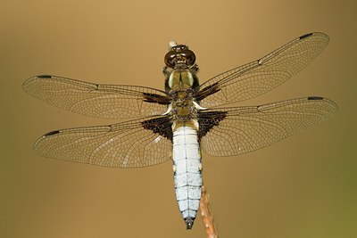 BUITEN BEELD Foto: 17287
