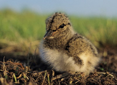 BUITEN BEELD Foto: 17293