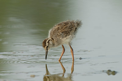 BUITEN BEELD Foto: 17308