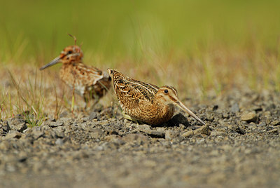 BUITEN BEELD Foto: 17309