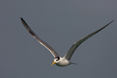 BUITEN BEELD Foto: 17314
