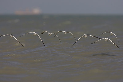 BUITEN BEELD Foto: 17321