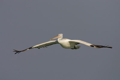 BUITEN BEELD Foto: 17326