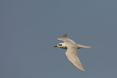 BUITEN BEELD Foto: 17335