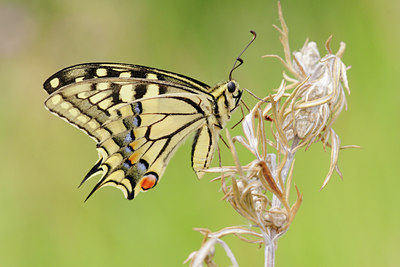 BUITEN BEELD Foto: 17339