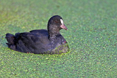 BUITEN BEELD Foto: 17368