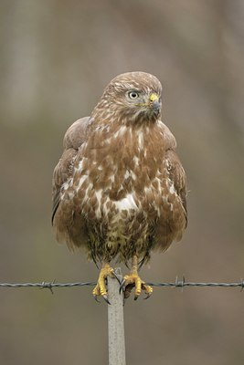 BUITEN BEELD Foto: 17374