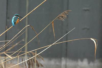 BUITEN BEELD Foto: 17376