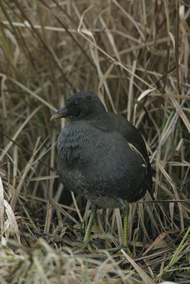BUITEN BEELD Foto: 17382