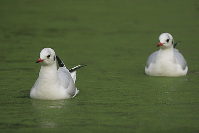 BUITEN BEELD Foto: 17383