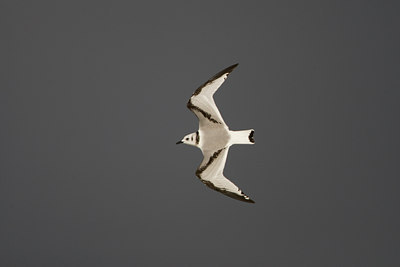 BUITEN BEELD Foto: 17412