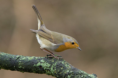 BUITEN BEELD Foto: 17430