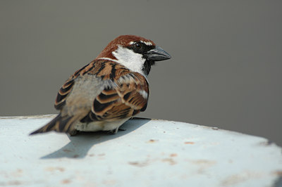 BUITEN BEELD Foto: 17442