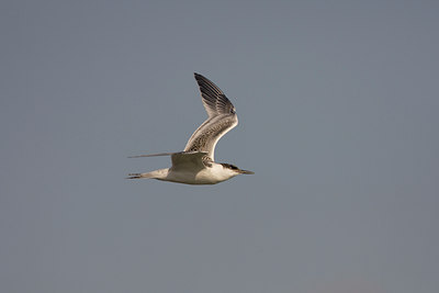 BUITEN BEELD Foto: 17451
