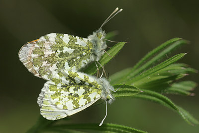 BUITEN BEELD Foto: 17461